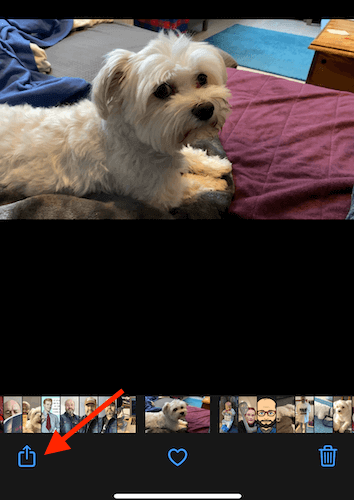 Share icon in Photos on iPhone 